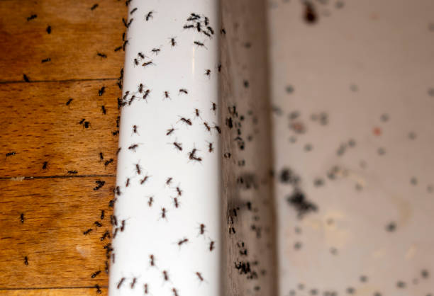Best Affordable Pest Control Services  in Black Forest, CO