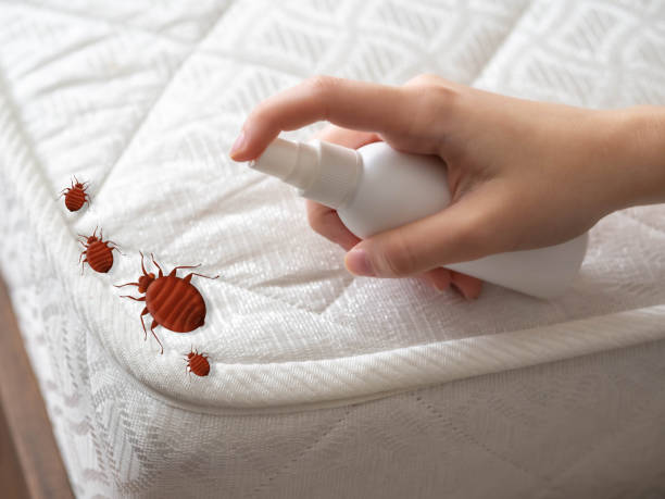 Best Emergency Pest Control  in Black Forest, CO
