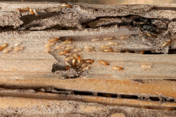 Best Pest Control Near Me in Black Forest, CO