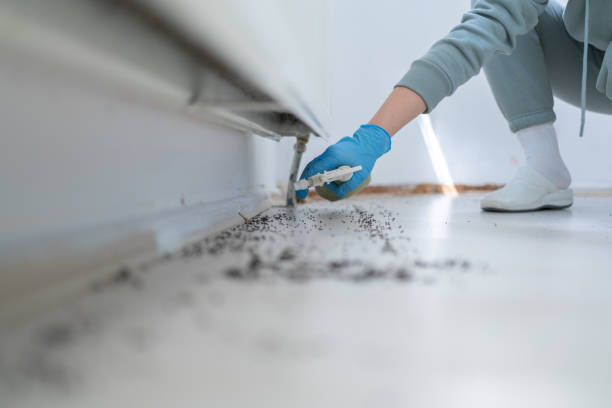 Insect Control in Black Forest, CO